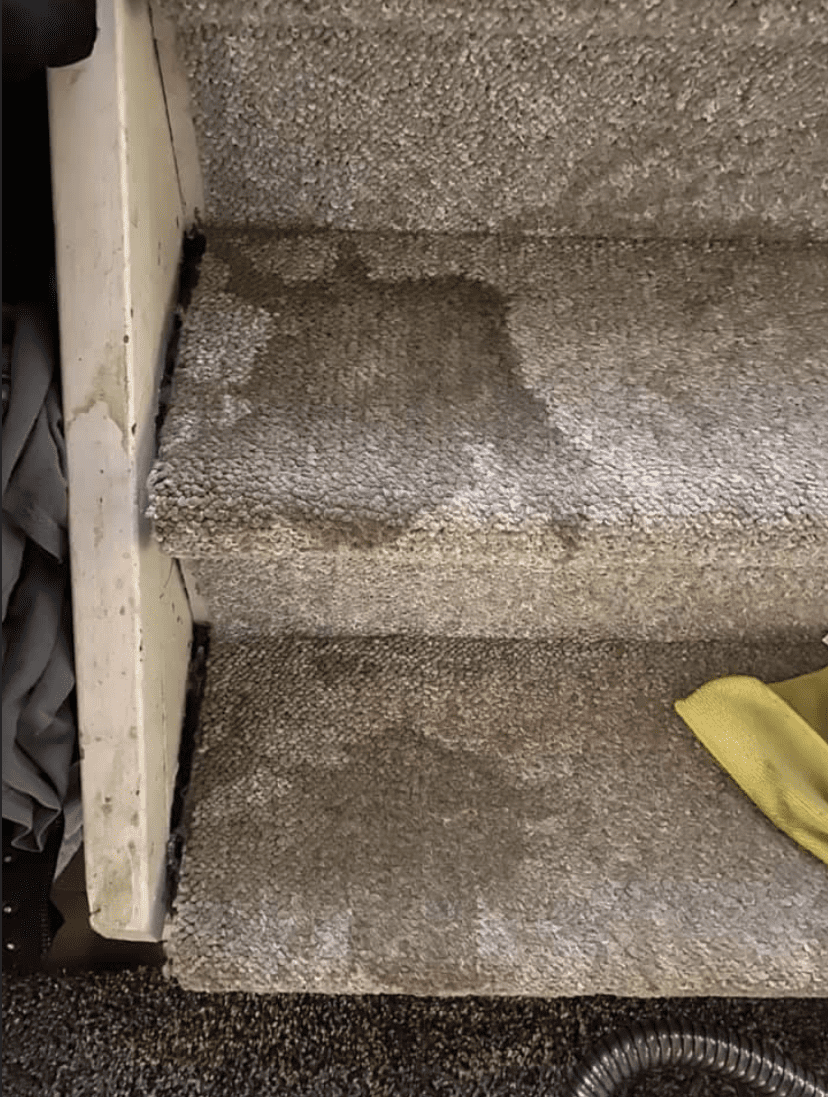 carpet before